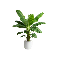 Plant Decorations