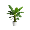 Artificial Plants
