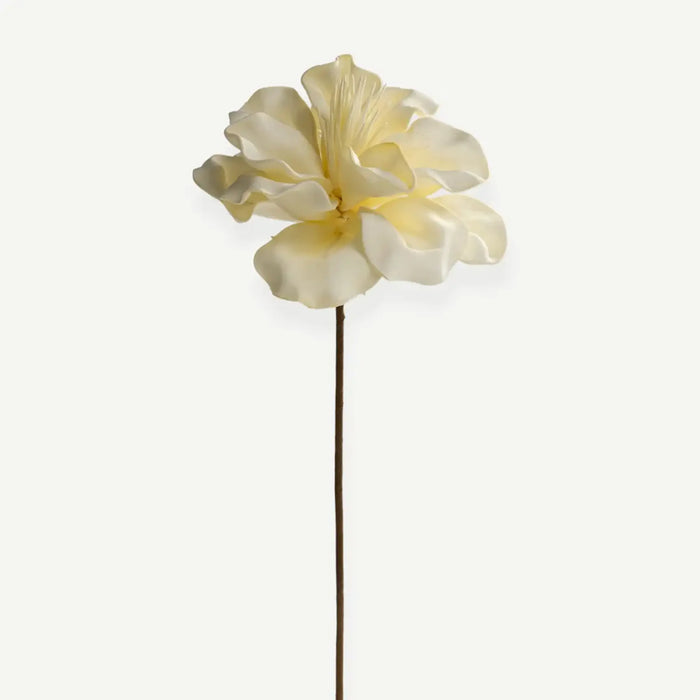 Canna Flower Stem- Cream