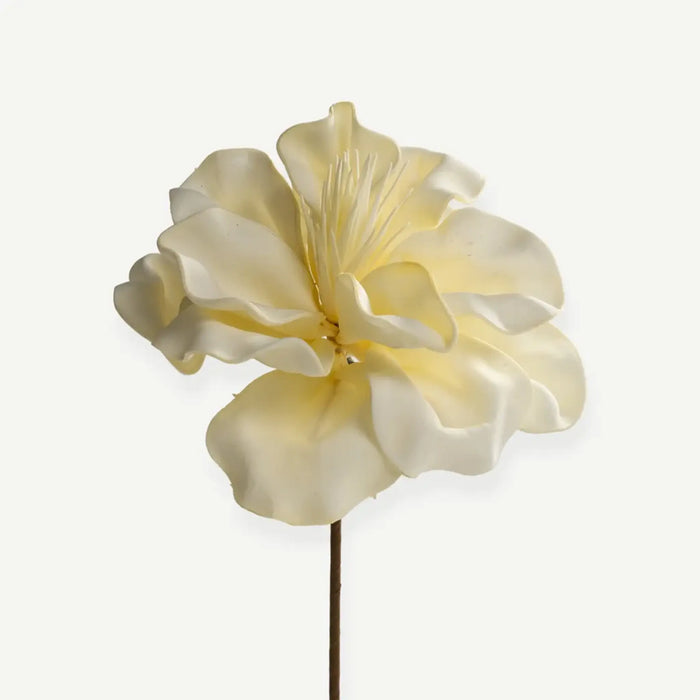 Canna Flower Stem- Cream