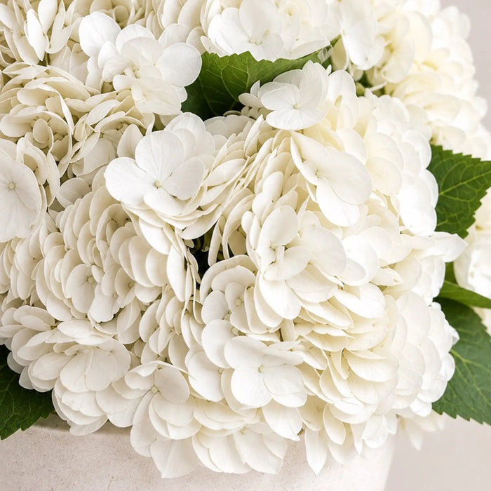 Classical Bloom