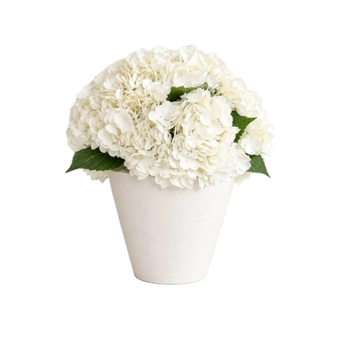 Classical Bloom