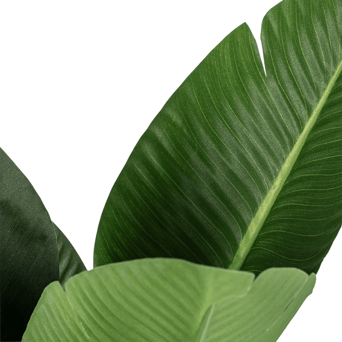 Bird of Paradise Tree With Pot - Setinone.ae