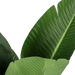 Bird of Paradise Tree With Pot - Setinone.ae