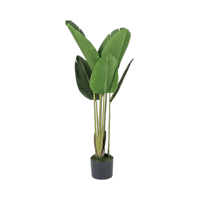 Bird of Paradise Tree With Pot - Setinone.ae