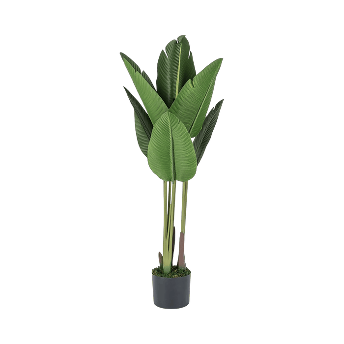 Bird of Paradise Tree With Pot - Setinone.ae