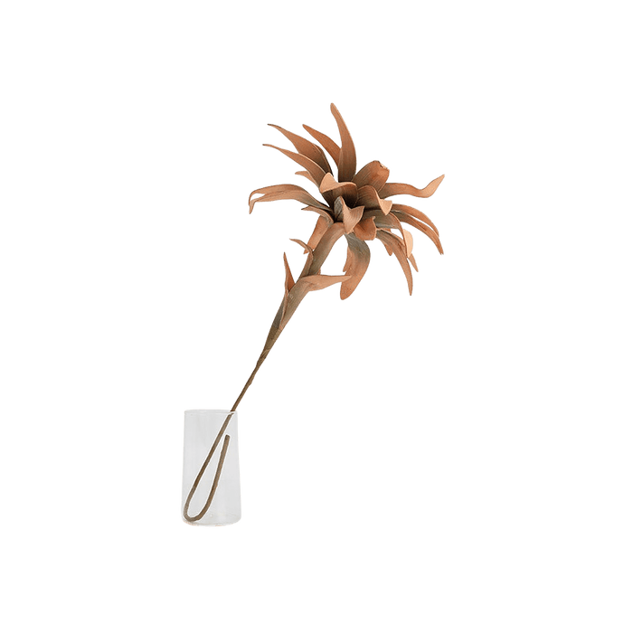 Bromelie Flower Stem Orange