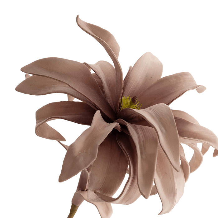 Bromelie Flower Stem Pink