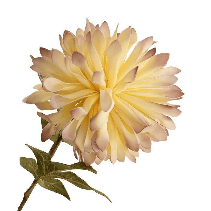 Chrysanthemum Flower Stem Cream
