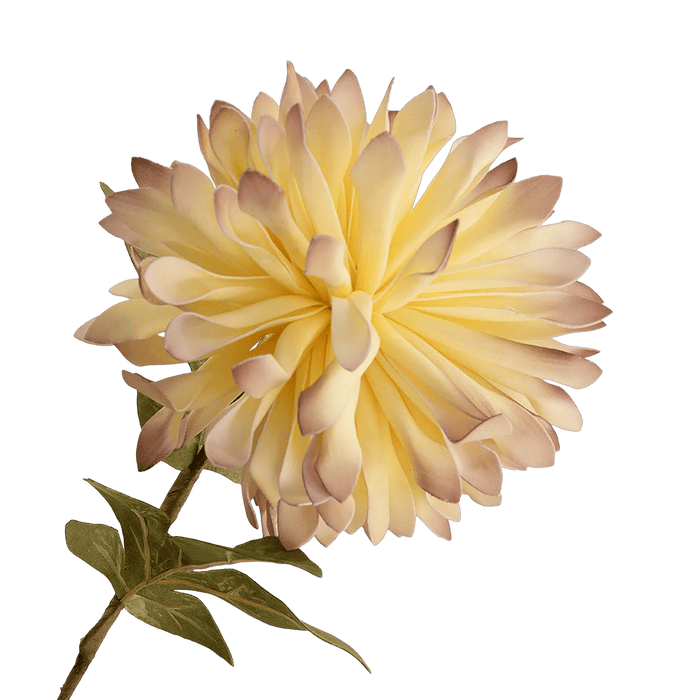 Chrysanthemum Flower Stem Cream