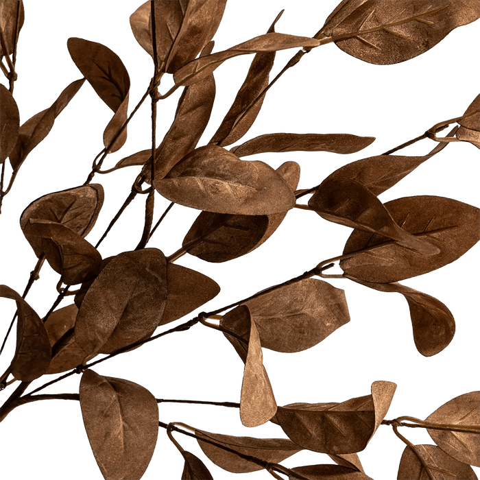 Eucalyptus Leaves Brown