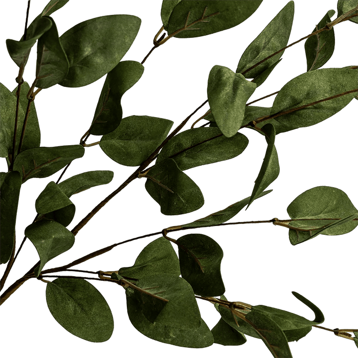 Eucalyptus Leaves Green