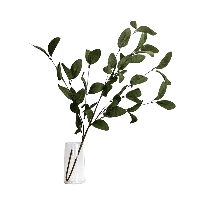 Eucalyptus Leaves Green