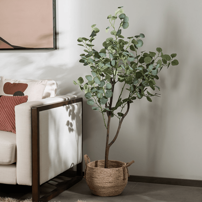 Eucalyptus Tree With Pot