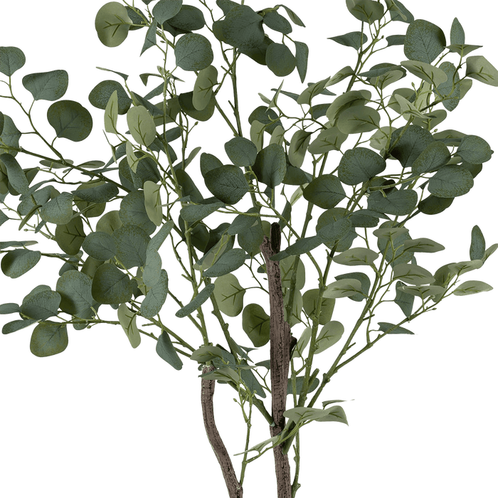 Eucalyptus Tree With Pot