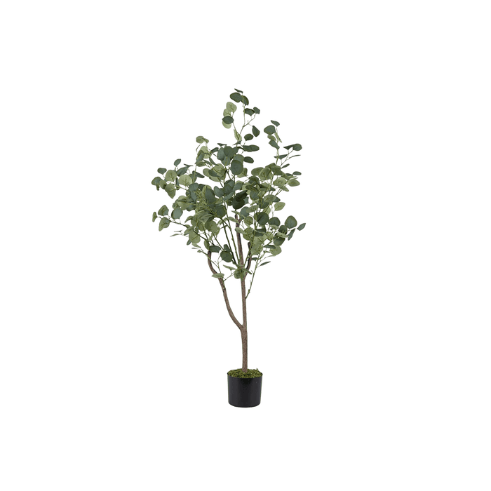 Eucalyptus Tree With Pot