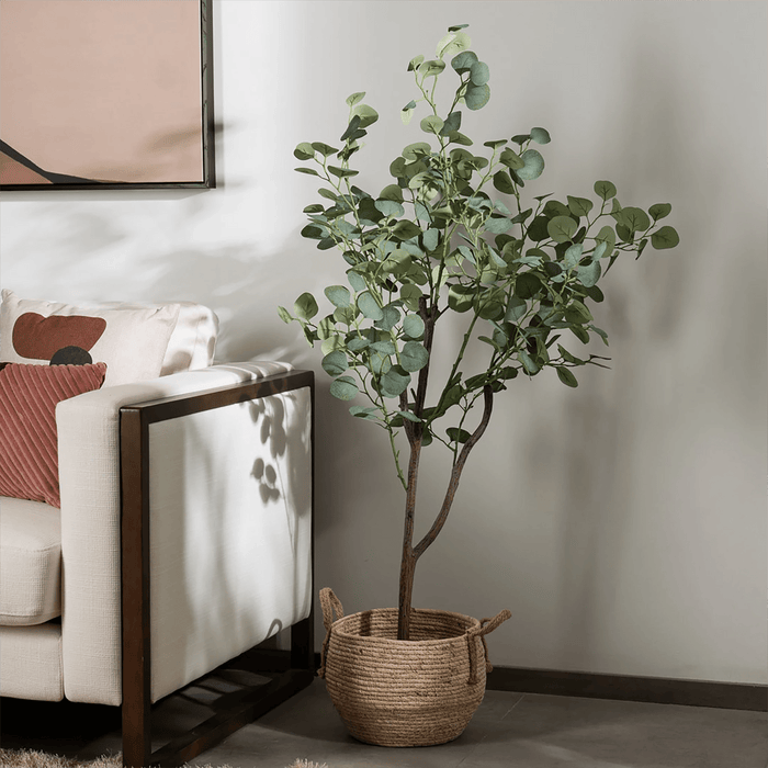 Eucalyptus Tree With Pot - Setinone.ae