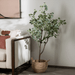 Eucalyptus Tree With Pot - Setinone.ae