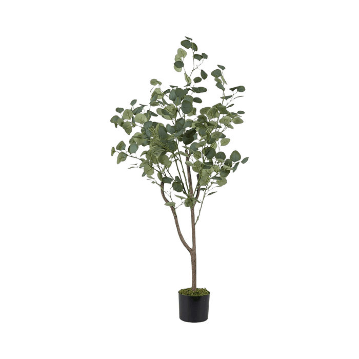 Eucalyptus Tree With Pot - Setinone.ae