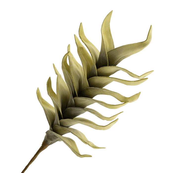 Heliconia Stem Green