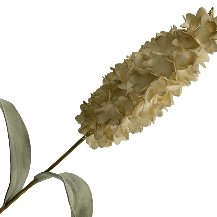 Hyacinth Flower Stem Cream