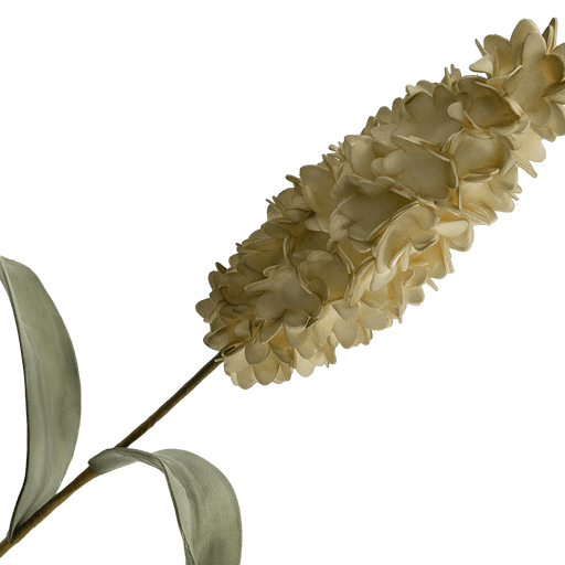 Hyacinth Flower Stem Cream - Setinone.ae