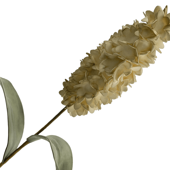 Hyacinth Flower Stem Cream - Setinone.ae