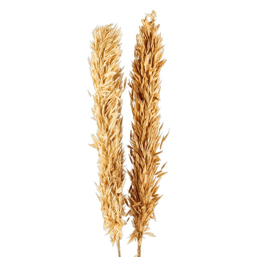 Licia Avana Grass Bouquet OC Home