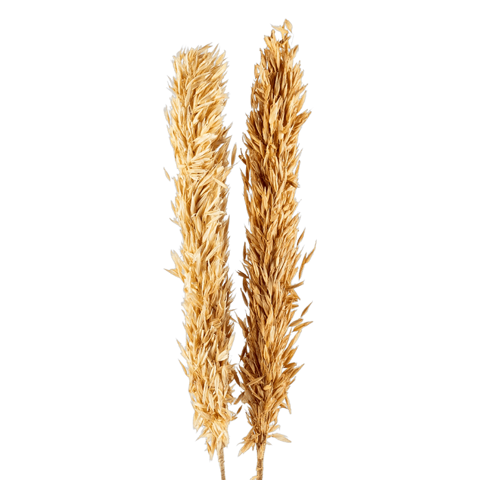 Licia Avana Grass Bouquet OC Home