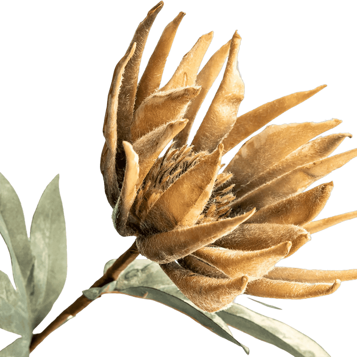 Lotus Flower Beige