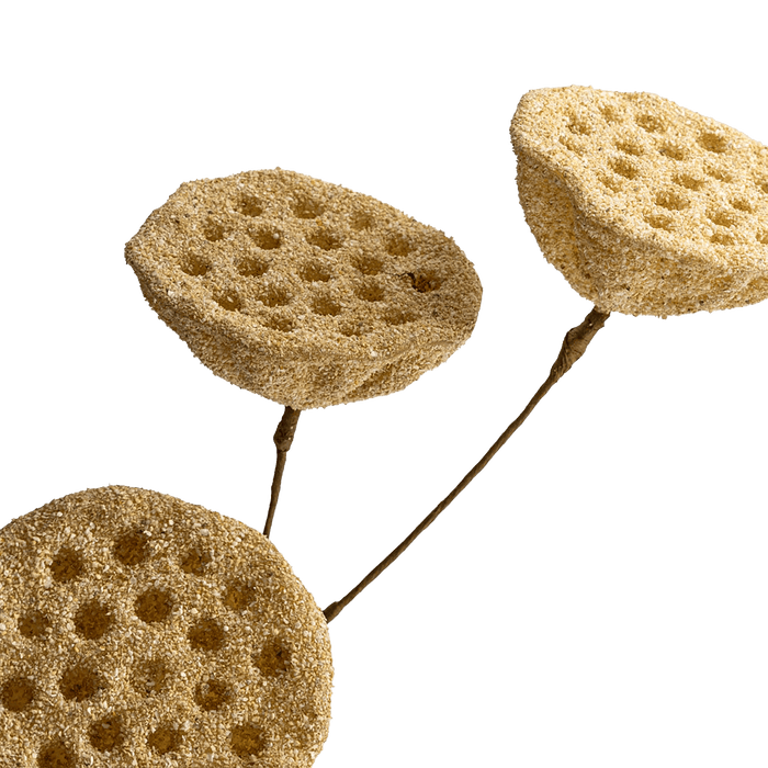 Lotus Seedpod Beige