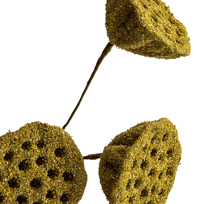 Lotus Seedpod Olive Green