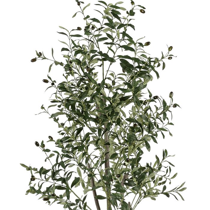 Olive Tree With Pot 180cm - Setinone.ae