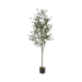 Olive Tree With Pot 180cm - Setinone.ae
