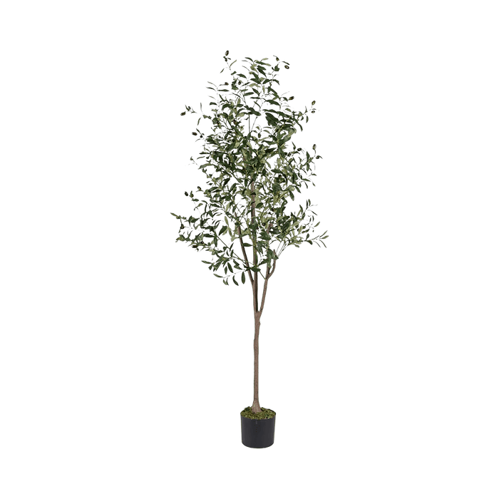 Olive Tree With Pot 180cm - Setinone.ae