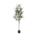 Olive Tree With Pot 180cm - Setinone.ae