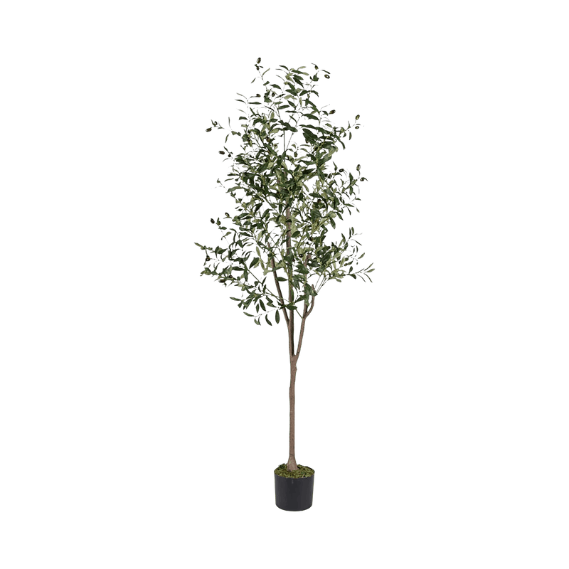 Olive Tree With Pot 180cm - Setinone.ae