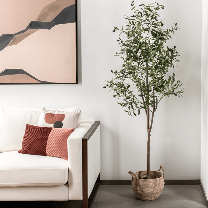 Olive Tree With Pot 240cm