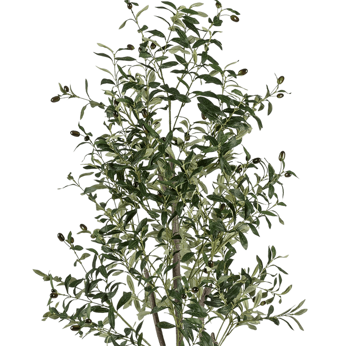 Olive Tree With Pot 240cm