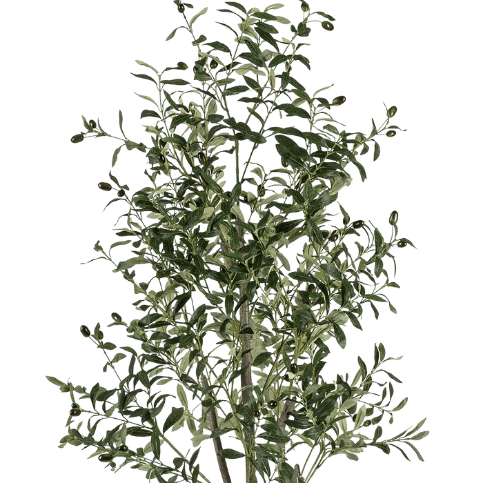 Olive Tree With Pot 240cm - Setinone.ae