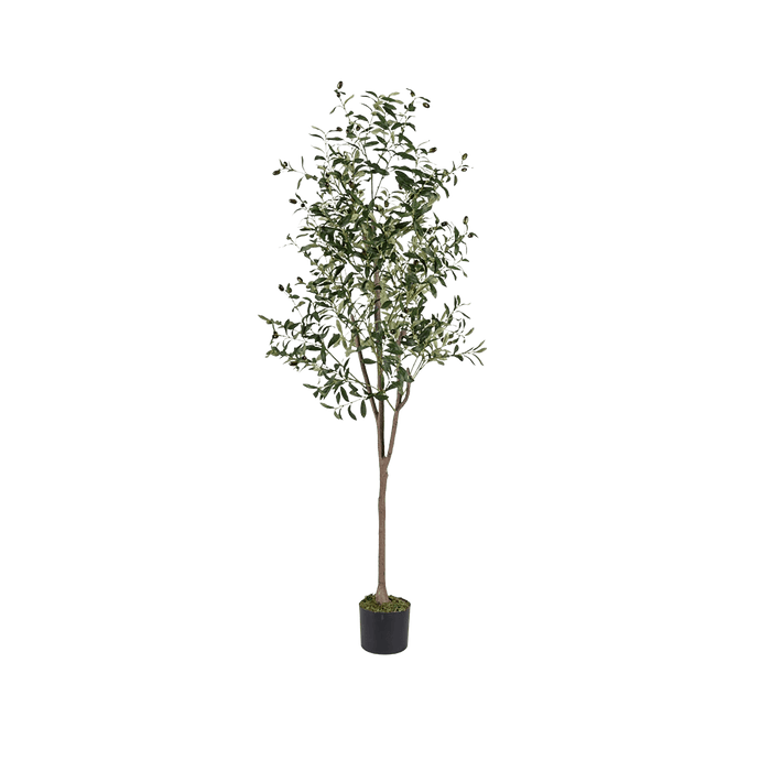Olive Tree With Pot 240cm