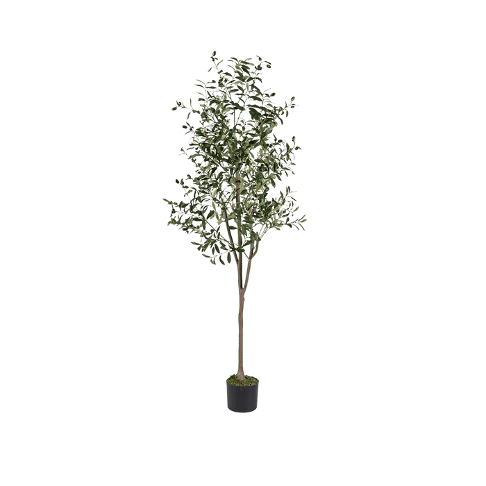 Olive Tree With Pot 240cm - Setinone.ae