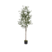 Olive Tree With Pot 240cm - Setinone.ae