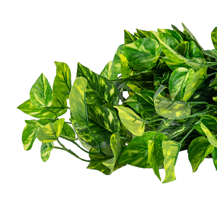 Pothos Hanging Bush