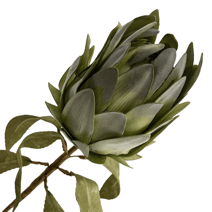 Protea Stem - Green