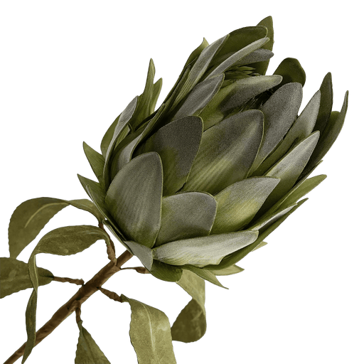 Protea Stem - Green - Setinone.ae