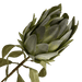 Protea Stem - Green - Setinone.ae