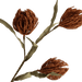 Protea Stem Terracotta - Setinone.ae