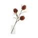 Protea Stem Terracotta - Setinone.ae