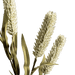 Rice Branch Beige - Setinone.ae